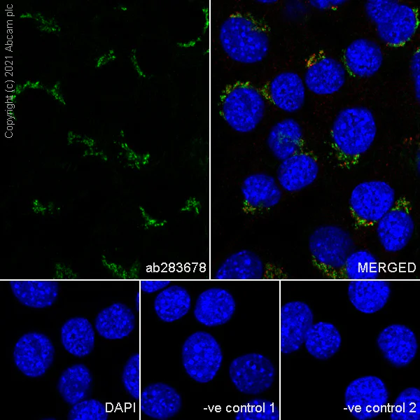 Immunocytochemistry/ Immunofluorescence - Anti-Trans-Golgi network integral membrane protein 1 antibody [EPR24831-36] (AB283678)