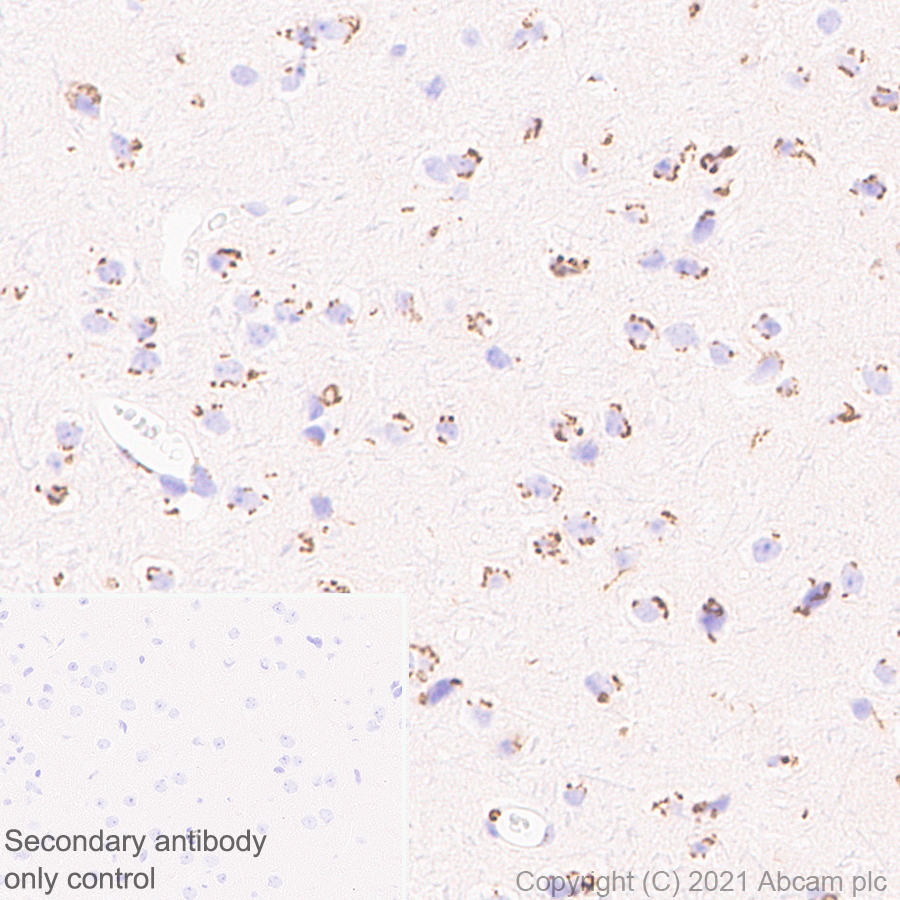 Immunohistochemistry (Formalin/PFA-fixed paraffin-embedded sections) - Anti-Trans-Golgi network integral membrane protein 1 antibody [EPR24831-36] (AB283678), expandable thumbnail