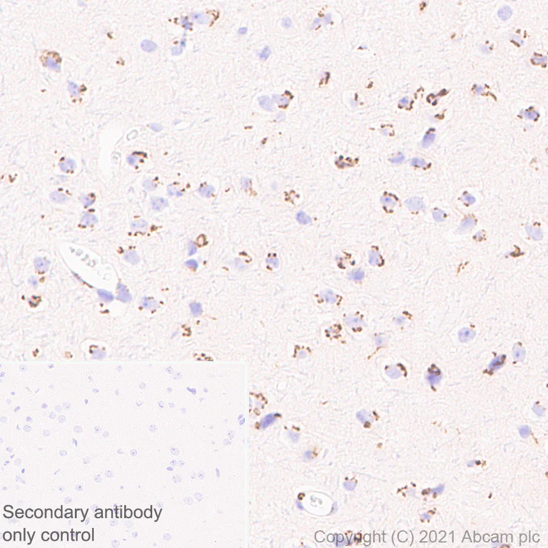 Immunohistochemistry (Formalin/PFA-fixed paraffin-embedded sections) - Anti-Trans-Golgi network integral membrane protein 1 antibody [EPR24831-36] (AB283678)