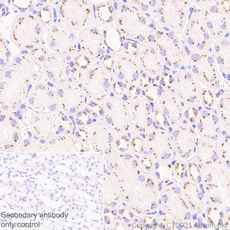 Immunohistochemistry (Formalin/PFA-fixed paraffin-embedded sections) - Anti-Trans-Golgi network integral membrane protein 1 antibody [EPR24831-36] (AB283678)
