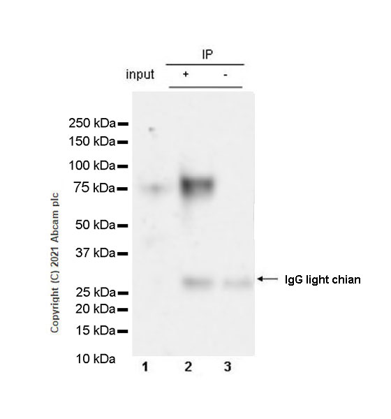 Immunoprecipitation - Anti-Trans-Golgi network integral membrane protein 1 antibody [EPR24831-36] (ab283678), expandable thumbnail