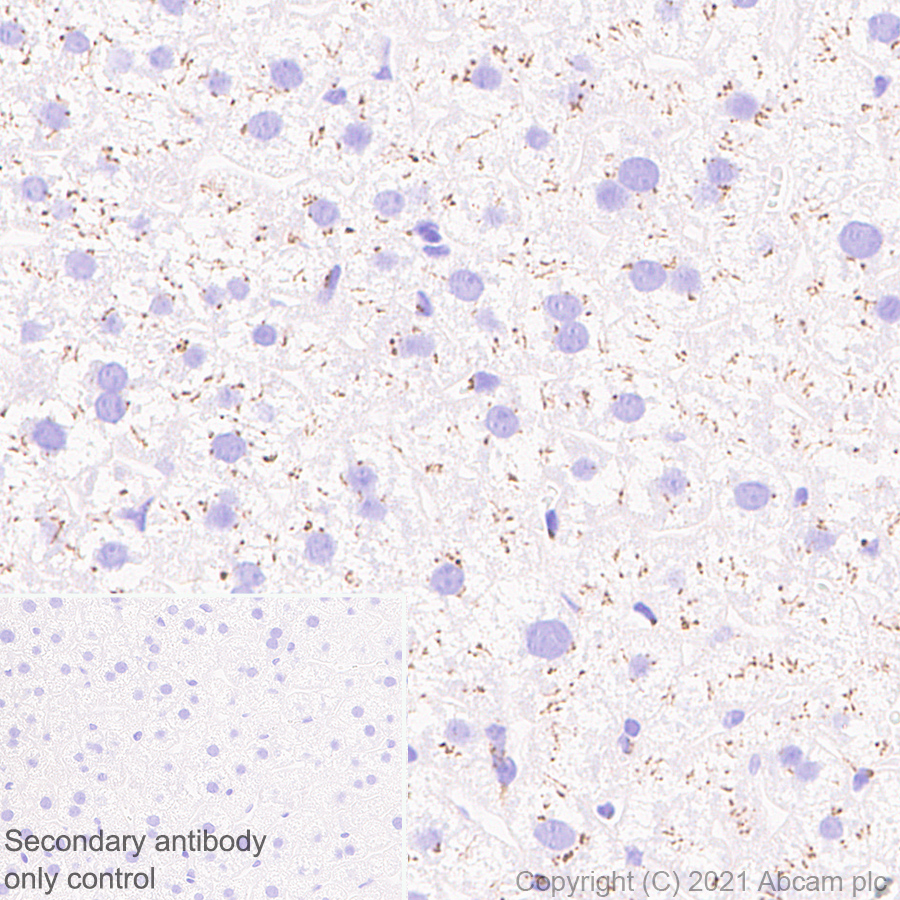 Immunohistochemistry (Formalin/PFA-fixed paraffin-embedded sections) - Anti-Trans-Golgi network integral membrane protein 1 antibody [EPR24831-36] - BSA and Azide free (AB283702)
