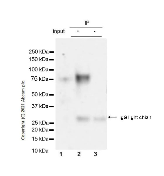 Immunoprecipitation - Anti-Trans-Golgi network integral membrane protein 1 antibody [EPR24831-36] - BSA and Azide free (AB283702)
