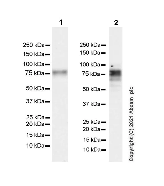 Western blot - Anti-Trans-Golgi network integral membrane protein 1 antibody [EPR24831-36] - BSA and Azide free (AB283702)