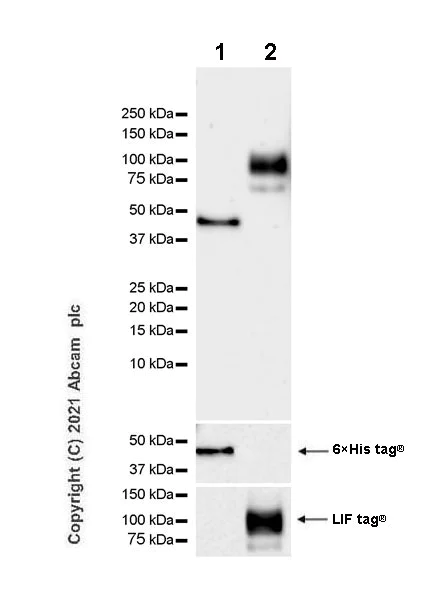 Western blot - Anti-Trans-Golgi network integral membrane protein 1 antibody [EPR24831-36] - BSA and Azide free (AB283702)
