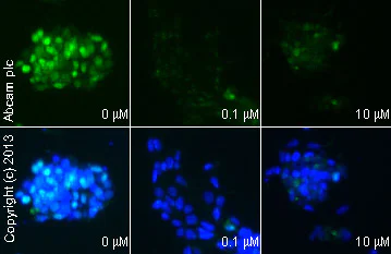 Immunocytochemistry/ Immunofluorescence - trans-Retinoic acid, Stem cell differentiator (AB120728)