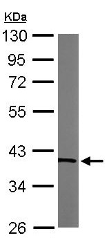 Western blot - Anti-Transaldolase 1 antibody (AB137629), expandable thumbnail