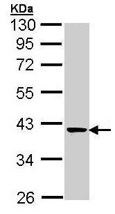 Western blot - Anti-Transaldolase 1 antibody (AB137629), expandable thumbnail