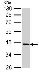Western blot - Anti-Transaldolase 1 antibody (AB137629)