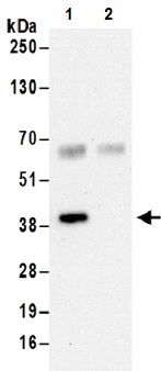 Immunoprecipitation - Anti-Transaldolase 1 antibody (AB187730)