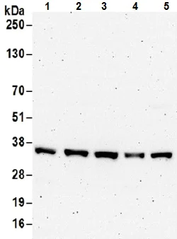 Western blot - Anti-Transaldolase 1 antibody (AB187730)