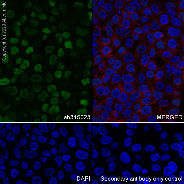 Immunocytochemistry/ Immunofluorescence - Anti-Transaldolase 1 antibody [EPR28140-51] - BSA and Azide free (AB315024)