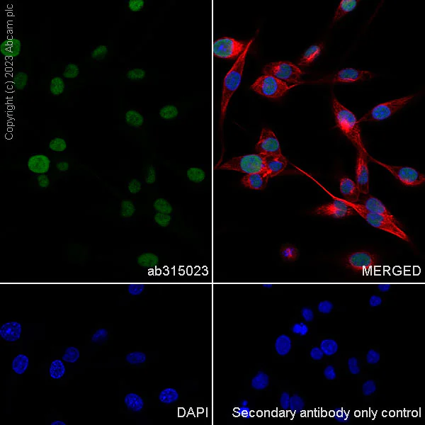 Immunocytochemistry/ Immunofluorescence - Anti-Transaldolase 1 antibody [EPR28140-51] - BSA and Azide free (AB315024)