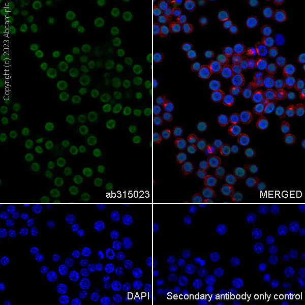 Immunocytochemistry/ Immunofluorescence - Anti-Transaldolase 1 antibody [EPR28140-51] - BSA and Azide free (AB315024)