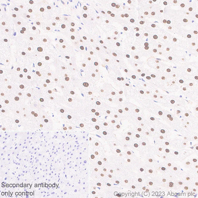 Immunohistochemistry (Formalin/PFA-fixed paraffin-embedded sections) - Anti-Transaldolase 1 antibody [EPR28140-51] - BSA and Azide free (AB315024)