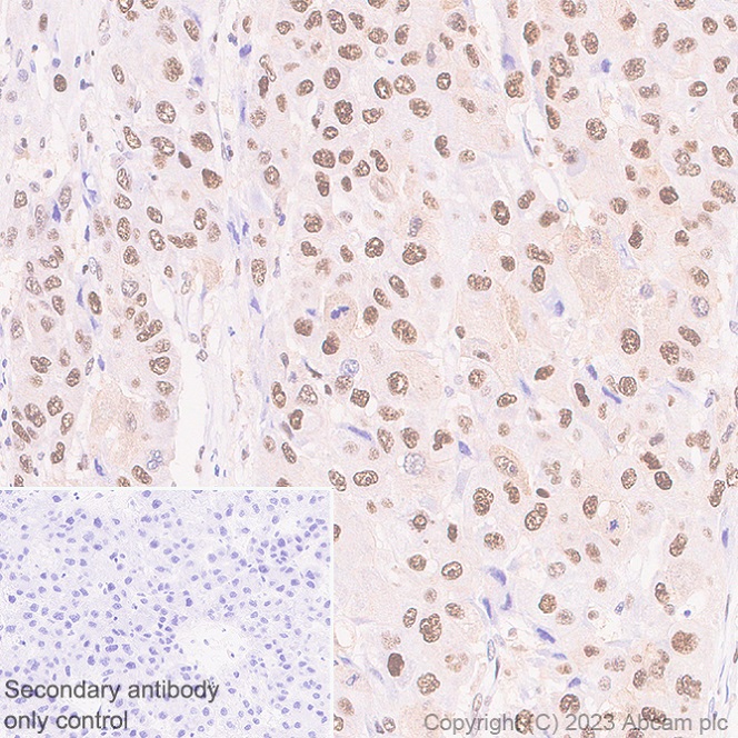 Immunohistochemistry (Formalin/PFA-fixed paraffin-embedded sections) - Anti-Transaldolase 1 antibody [EPR28140-51] - BSA and Azide free (AB315024)