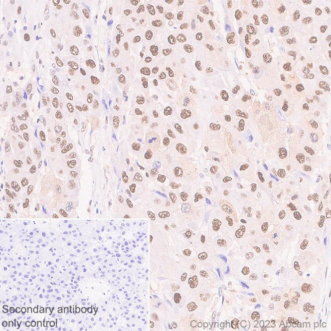 Immunohistochemistry (Formalin/PFA-fixed paraffin-embedded sections) - Anti-Transaldolase 1 antibody [EPR28140-51] - BSA and Azide free (AB315024)