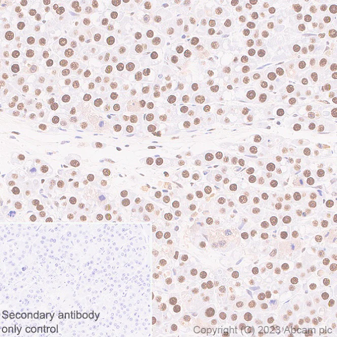Immunohistochemistry (Formalin/PFA-fixed paraffin-embedded sections) - Anti-Transaldolase 1 antibody [EPR28140-51] - BSA and Azide free (AB315024)