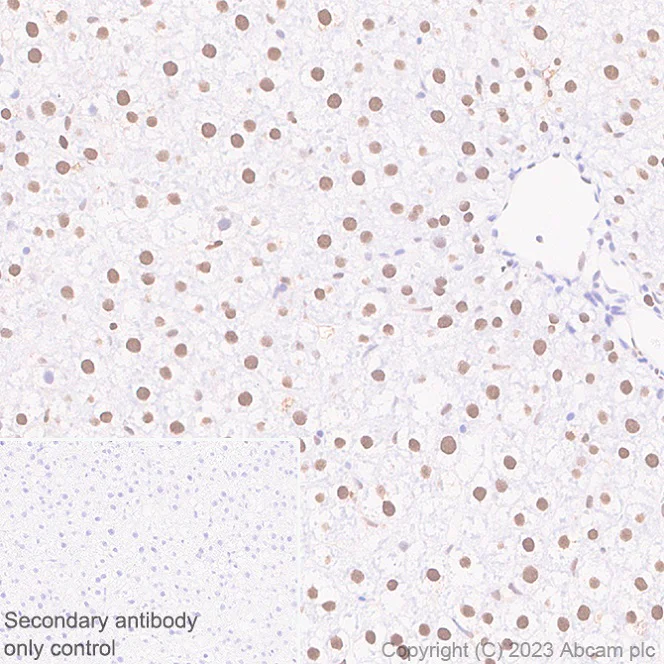 Immunohistochemistry (Formalin/PFA-fixed paraffin-embedded sections) - Anti-Transaldolase 1 antibody [EPR28140-51] - BSA and Azide free (AB315024)