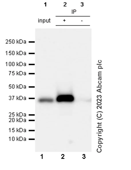 Immunoprecipitation - Anti-Transaldolase 1 antibody [EPR28140-51] - BSA and Azide free (AB315024)