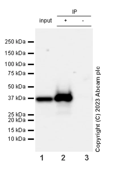 Immunoprecipitation - Anti-Transaldolase 1 antibody [EPR28140-51] - BSA and Azide free (AB315024)