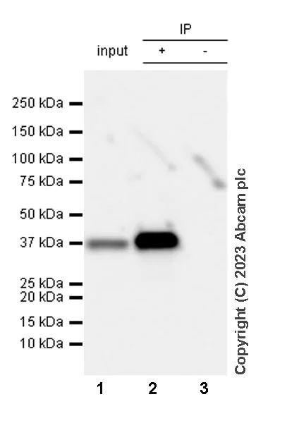 Immunoprecipitation - Anti-Transaldolase 1 antibody [EPR28140-51] - BSA and Azide free (AB315024)