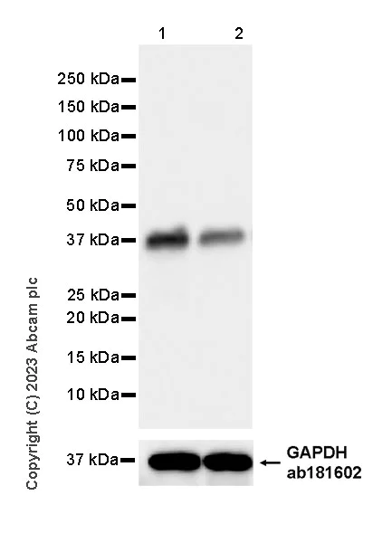 Western blot - Anti-Transaldolase 1 antibody [EPR28140-51] - BSA and Azide free (AB315024)