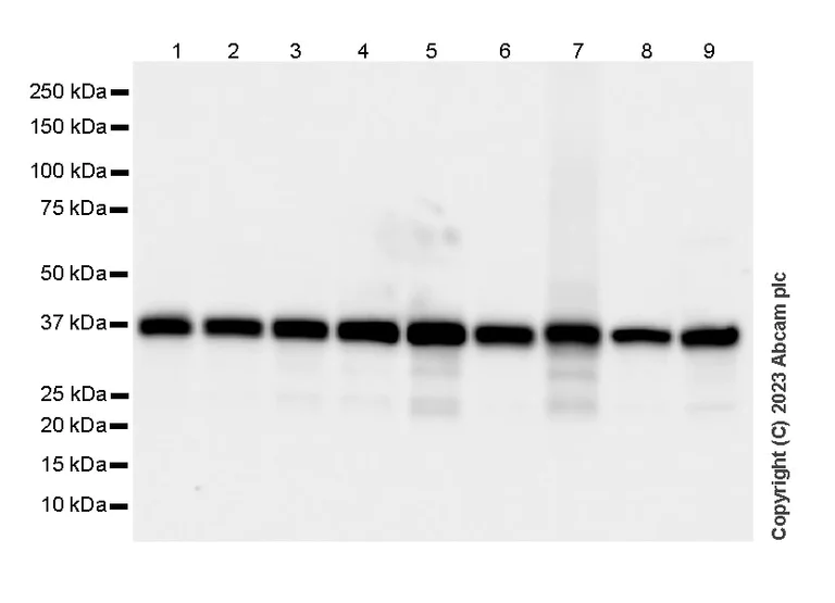 Western blot - Anti-Transaldolase 1 antibody [EPR28140-51] - BSA and Azide free (AB315024)