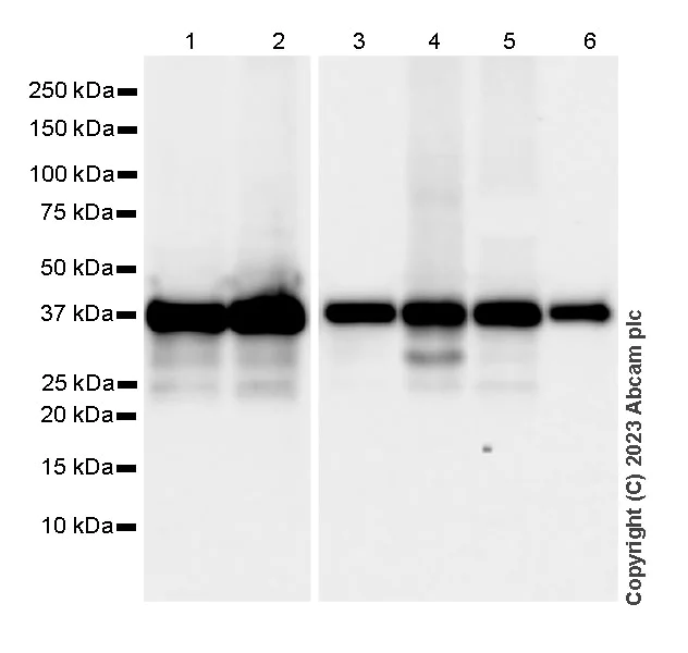 Western blot - Anti-Transaldolase 1 antibody [EPR28140-51] - BSA and Azide free (AB315024)