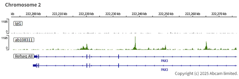 ChIC/CUT&RUN sequencing - Anti-Transcription factor AP-2-alpha antibody [EPR2688(2)] (AB108311)