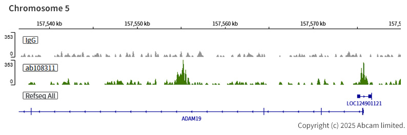 Anti-Transcription factor AP-2-alpha antibody [EPR2688(2)]