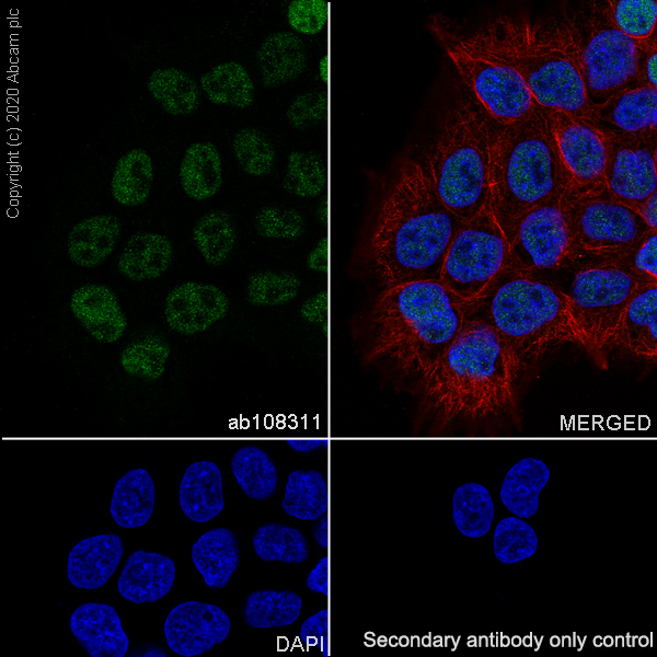 Immunocytochemistry/ Immunofluorescence - Anti-Transcription factor AP-2-alpha antibody [EPR2688(2)] (AB108311), expandable thumbnail