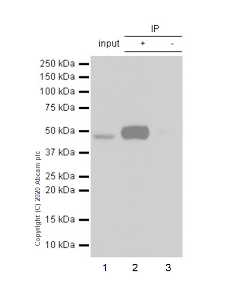 Immunoprecipitation - Anti-Transcription factor AP-2-alpha antibody [EPR2688(2)] (AB108311), expandable thumbnail