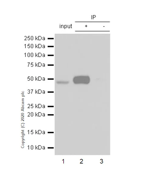 Immunoprecipitation - Anti-Transcription factor AP-2-alpha antibody [EPR2688(2)] (AB108311)