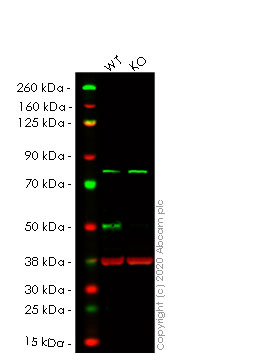 Western blot - Anti-Transcription factor AP-2-alpha antibody [EPR2688(2)] (ab108311), expandable thumbnail