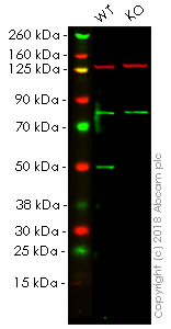 Western blot - Anti-Transcription factor AP-2-alpha antibody [EPR2688(2)] (ab108311), expandable thumbnail