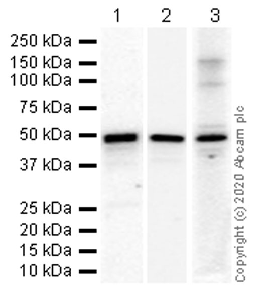 Western blot - Anti-Transcription factor AP-2-alpha antibody [EPR2688(2)] (AB108311), expandable thumbnail