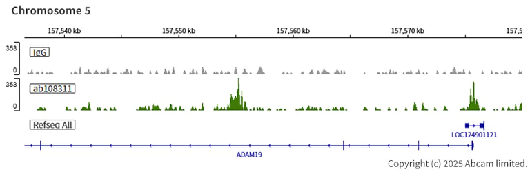 ChIC/CUT&RUN sequencing - Anti-Transcription factor AP-2-alpha antibody [EPR2688(2)] - BSA and Azide free (AB236043)