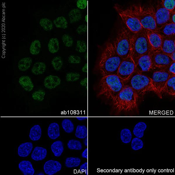 Immunocytochemistry/ Immunofluorescence - Anti-Transcription factor AP-2-alpha antibody [EPR2688(2)] - BSA and Azide free (AB236043)