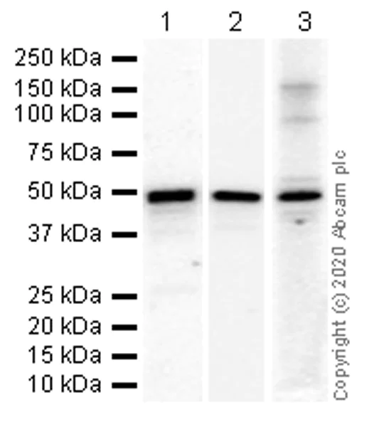 Western blot - Anti-Transcription factor AP-2-alpha antibody [EPR2688(2)] - BSA and Azide free (AB236043)