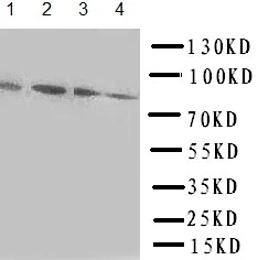 Western blot - Anti-Transcription factor Sp4 antibody (AB151777)