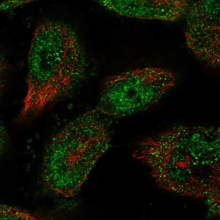 Immunocytochemistry/ Immunofluorescence - Anti-Transcription factor Sp4 antibody (AB243452)