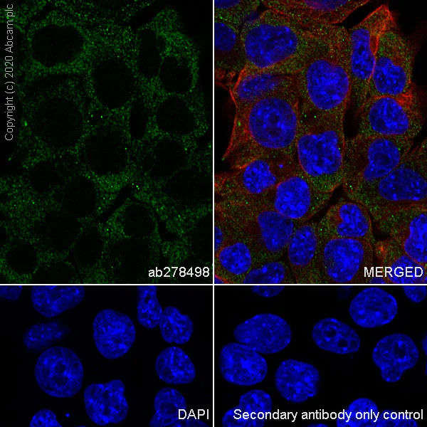 Immunocytochemistry/ Immunofluorescence - Anti-Transferrin antibody [EPR18240-29] - BSA and Azide free (AB278504)