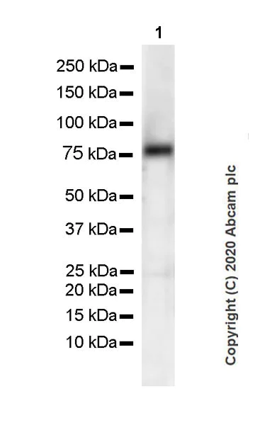 Western blot - Anti-Transferrin antibody [EPR18240-29] - BSA and Azide free (AB278504)