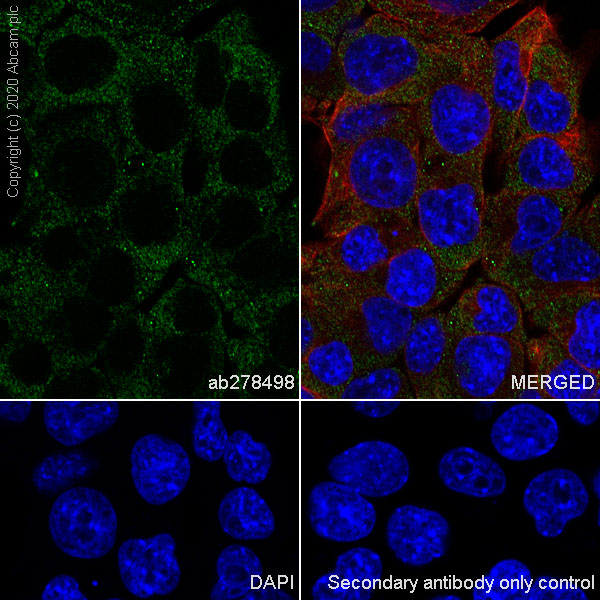 Immunocytochemistry/ Immunofluorescence - Anti-Transferrin antibody [EPR18240-29] - Serum Loading Control (AB278498), expandable thumbnail