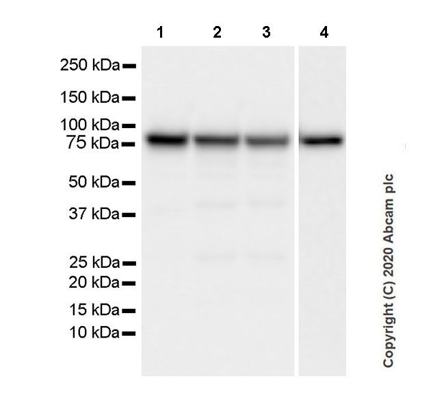 Western blot - Anti-Transferrin antibody [EPR18240-29] - Serum Loading Control (AB278498), expandable thumbnail