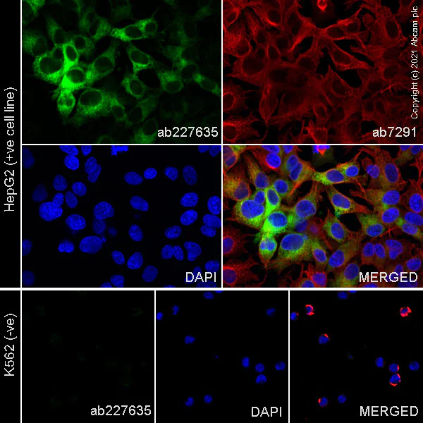 Immunocytochemistry/ Immunofluorescence - Anti-Transferrin antibody [EPR20149-224] - BSA and Azide free (AB277640)