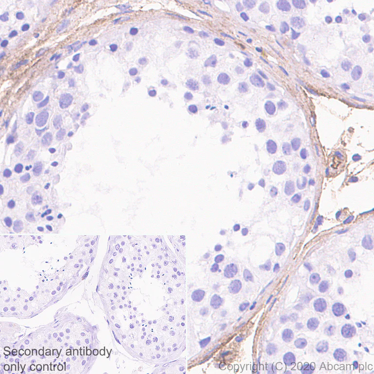 Immunohistochemistry (Formalin/PFA-fixed paraffin-embedded sections) - Anti-Transferrin antibody [EPR20149-224] - BSA and Azide free (AB277640)
