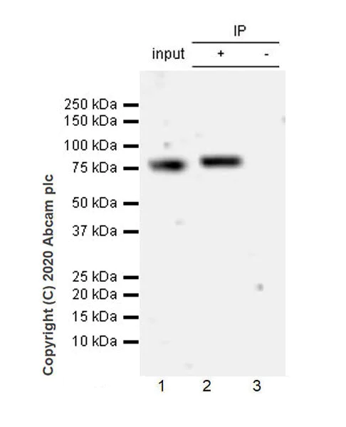 Immunoprecipitation - Anti-Transferrin antibody [EPR20149-224] - BSA and Azide free (AB277640)