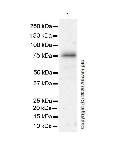 Western blot - Anti-Transferrin antibody [EPR20149-224] - BSA and Azide free (AB277640)